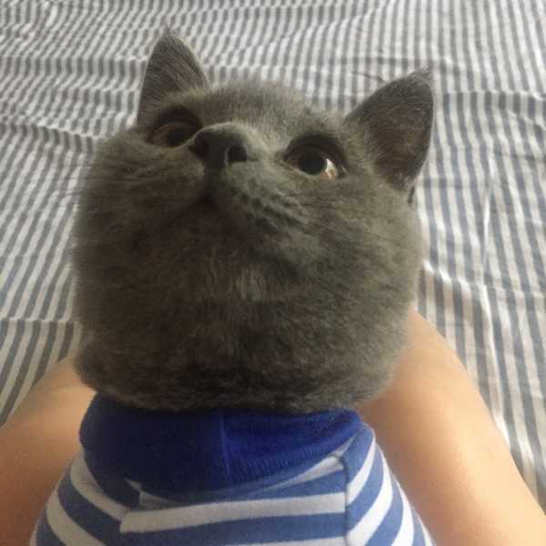 养一只英短蓝猫是什么体验?