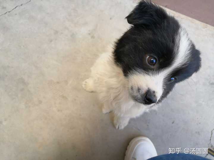 请帮忙看看这个是边牧还是土狗?