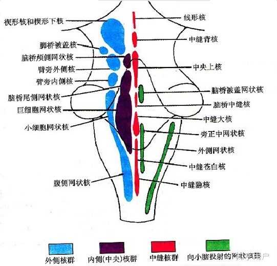 脑干网状结构在神经核团层面的构成及其神经投射关系是怎样的?