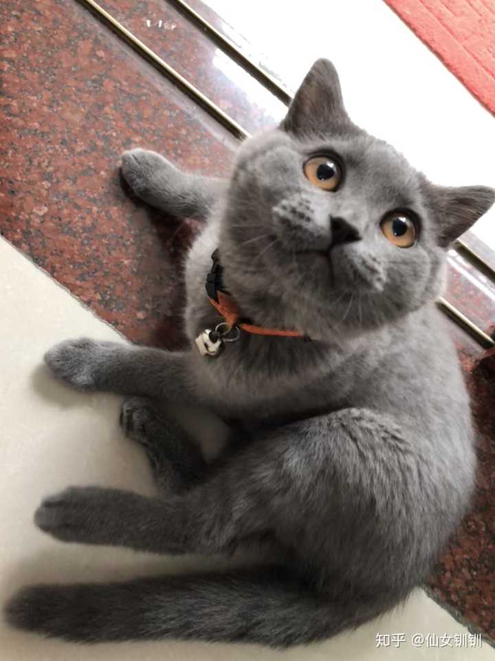 较敏感(可能是流浪的原因,天生遗传) 品种猫 :我养的是英短蓝猫 性格