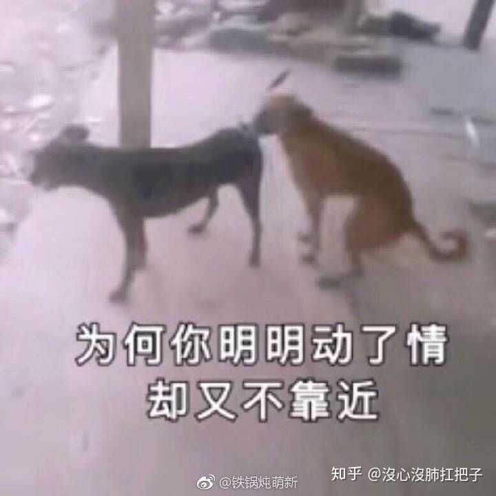 你们有哪些骚气的表情包?