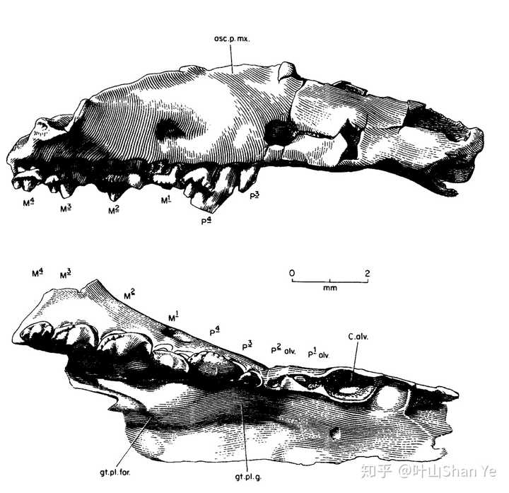 摩尔根兽化石碎片的素描(kermack et al., 1981)