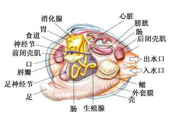 不应该越长越小吗?