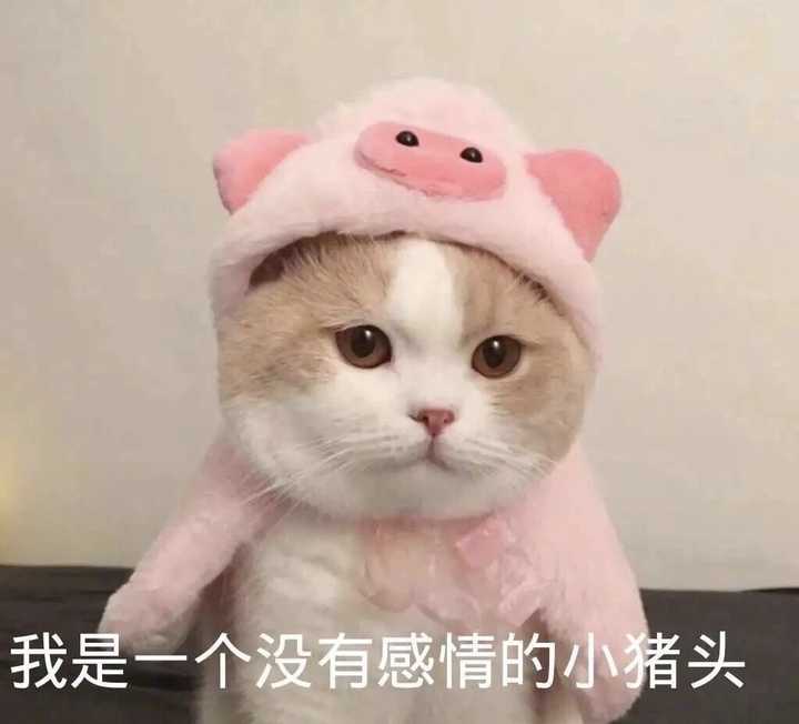 有没有可爱到爆炸的头像?