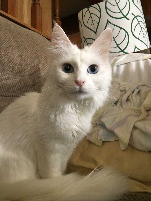 养了猫以后发现自己猫毛过敏采取什么措施可以依旧快乐的一起生活?