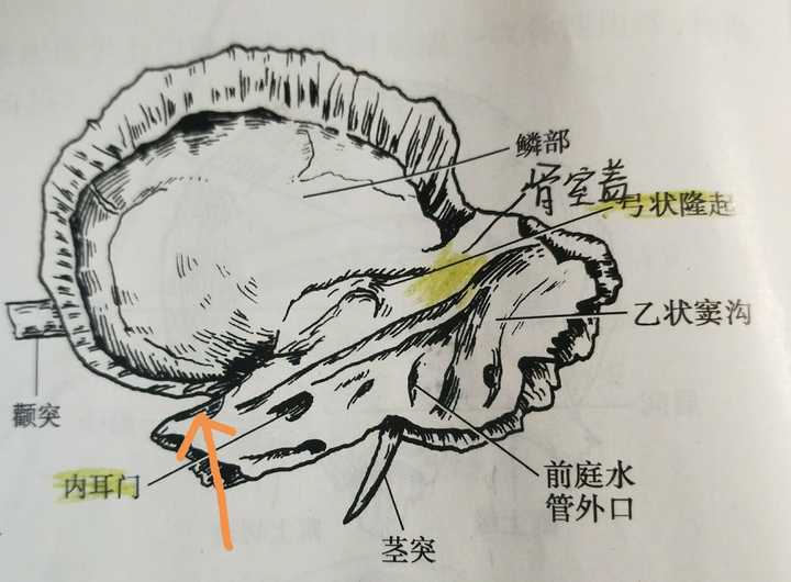 哦,还有,三叉神经节压迹在这里