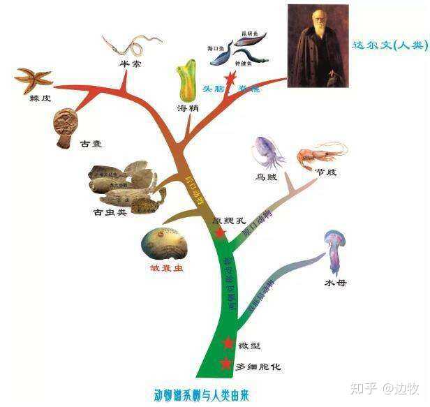 在进化史上有没有特别有趣或者奇葩的进化