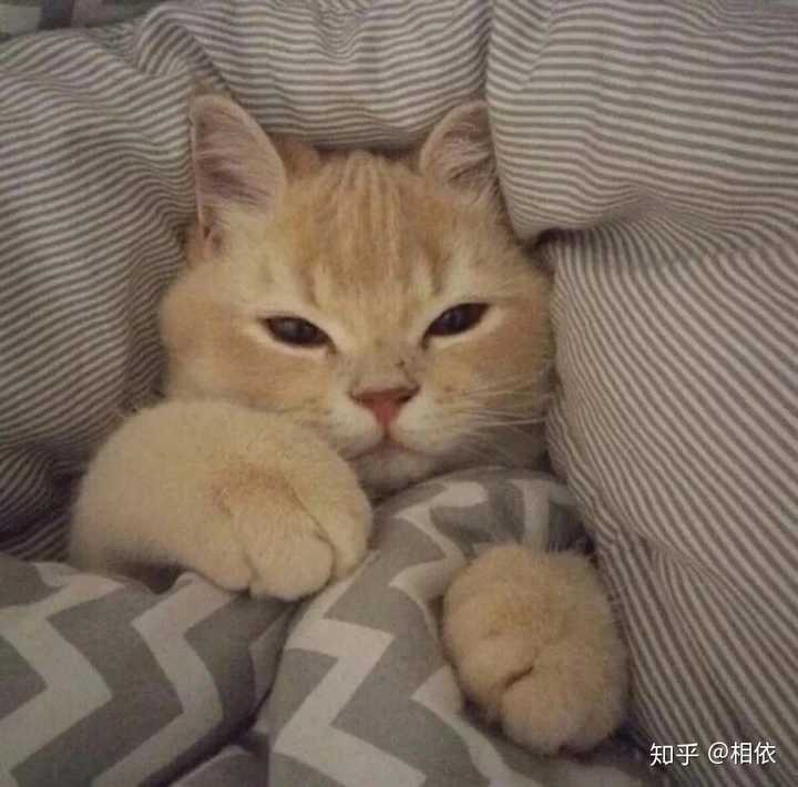 有没有比较可爱又有点搞笑的动物头像?最好是猫?