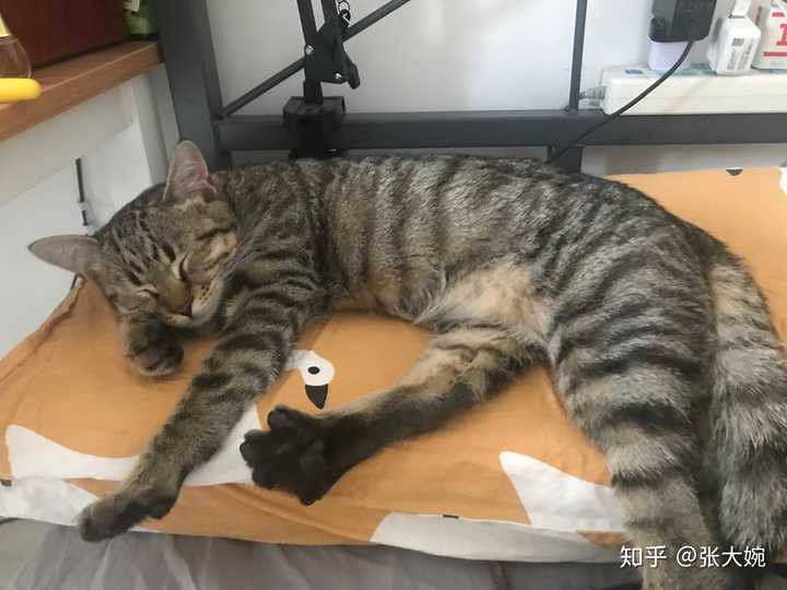 狸花猫可以漂亮到什么程度?