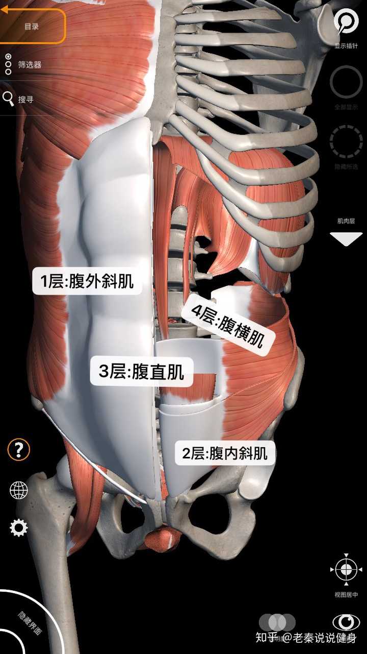 腹侧壁由内向外由哪些肌肉组成?其纤维走向如何?