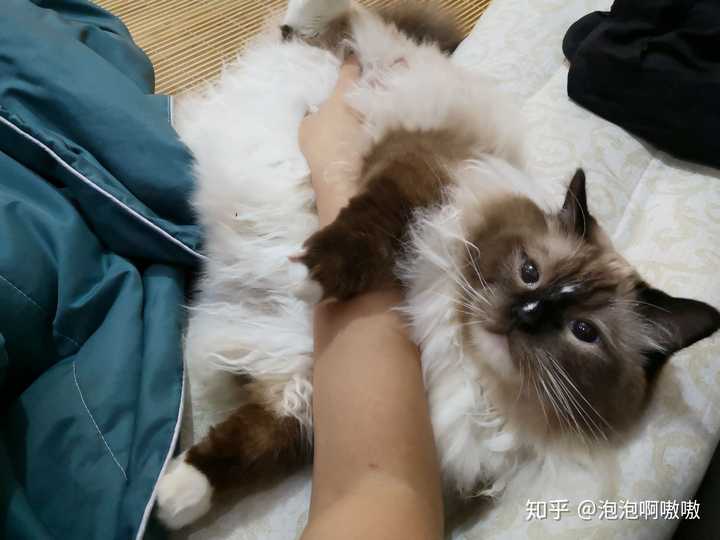 养一只很丑的布偶猫是种什么样的体验?