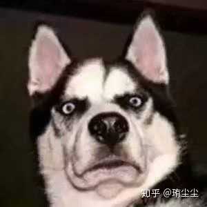 当然是我们的哈士奇了
