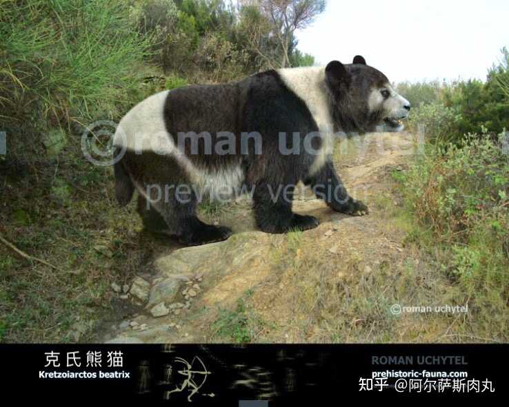 潘达panda溯源始熊猫克氏熊猫