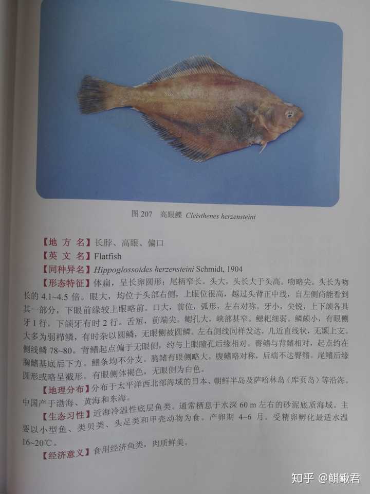 它俩应该是产量比较大的高眼鲽( cleisthenes