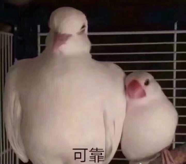 请问是这两只鸽吗