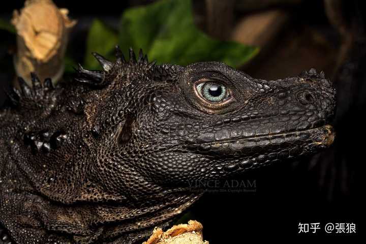 刚才看到一个, sailfin dragon,  菲律宾斑帆蜥 其他资料有机会再补充