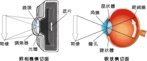 眼的感光原理与神经传导:参照中国数字科学馆对感光原理的解释,不再