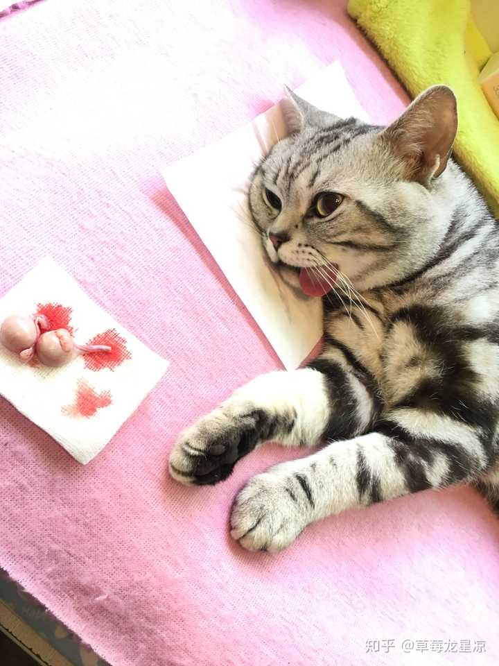 猫在阉割后会有什么特有的行为?