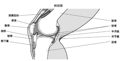 膝关节结构 膝关节是人体最复杂的关节,需要承担人体大部分体重.