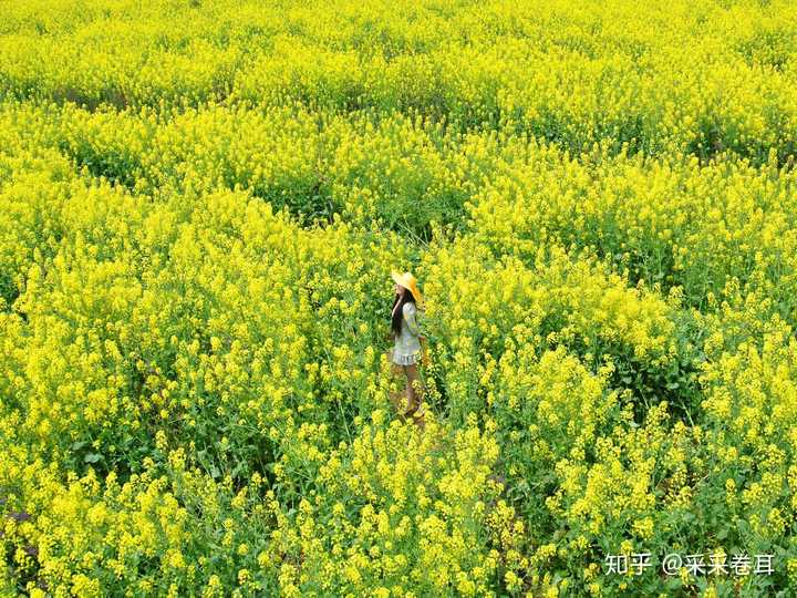 潼南陈抟故里油菜花海