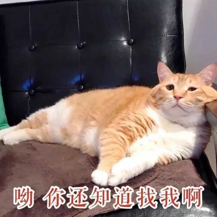 有哪些搞笑的猫咪表情包?