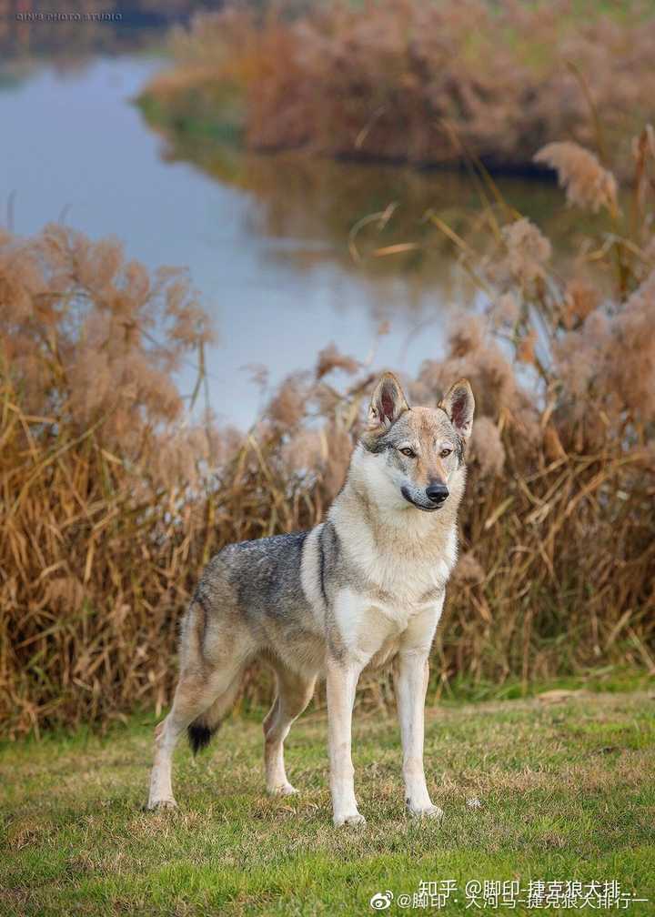 首先,捷克狼犬的外观性,捷克狼犬本身是用喀尔巴阡山地狼和德牧繁育