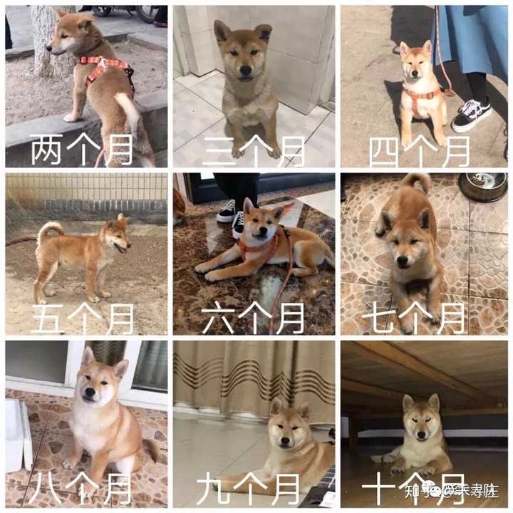 请问我这只柴犬长大后好看吗 感觉不怎么好看?