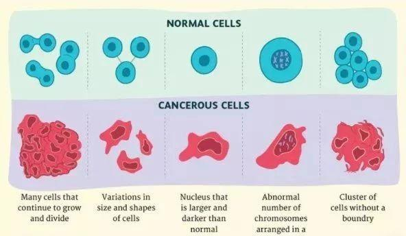 癌细胞和普通细胞在生化物理方面究竟有哪些区别?