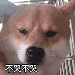 有没有一些超可爱的动图表情包?