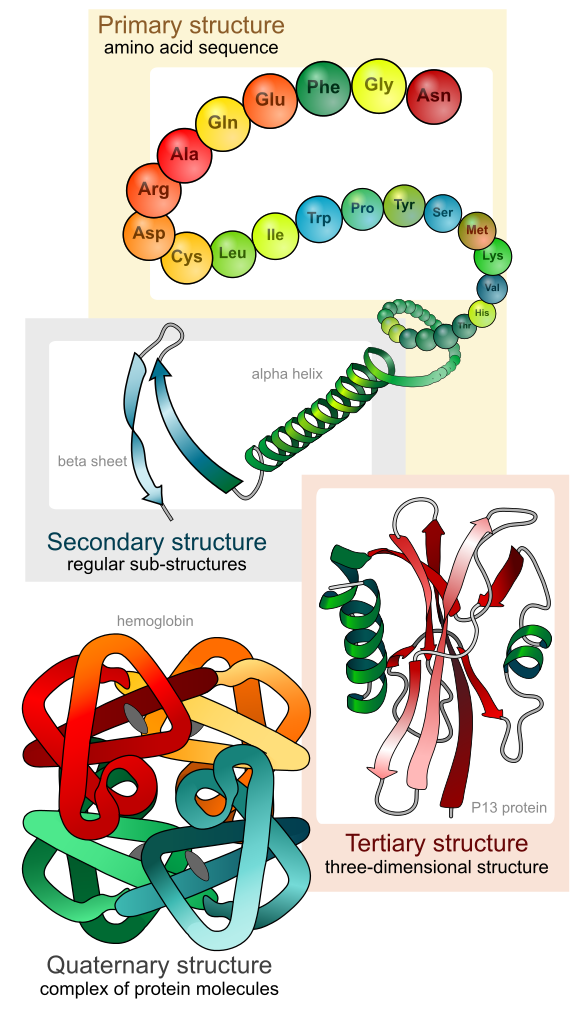 结构)而形成的生物大分子物质(tertiary structure三级结构),有些蛋白