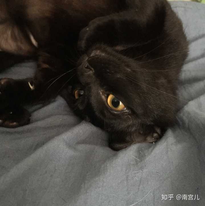 这是孟买猫还是玄猫啊?