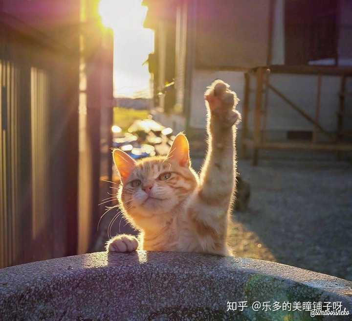 有没有好看的猫咪壁纸或头像?