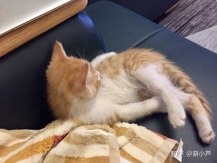 怎样才可以有一只橘猫?