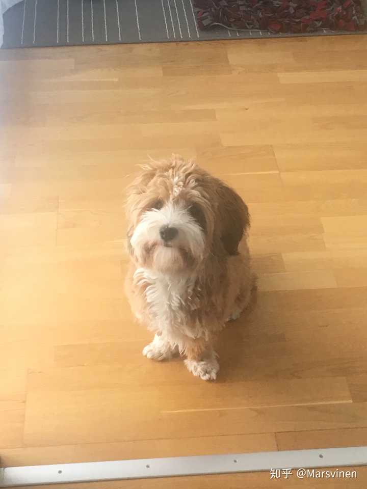 图一现在),我们家是纯血统比熊哈瓦那犬