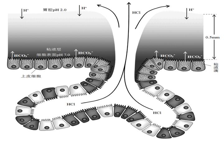 胃液分泌时是怎么突破黏液—碳酸氢盐屏障进入胃中的?