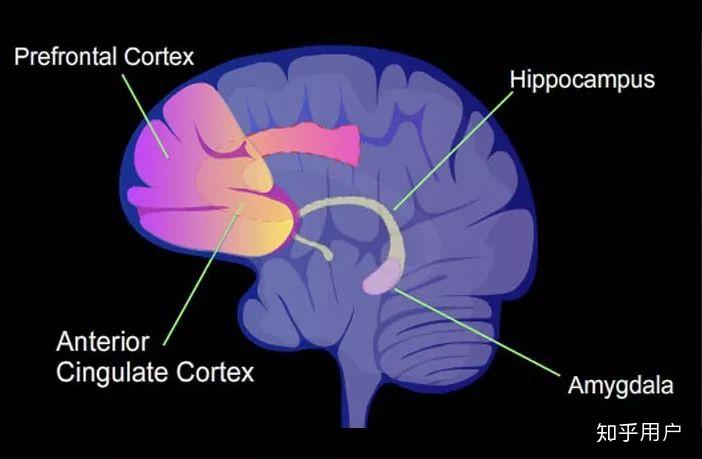 浅紫色部分为大脑前额叶皮层   psypost