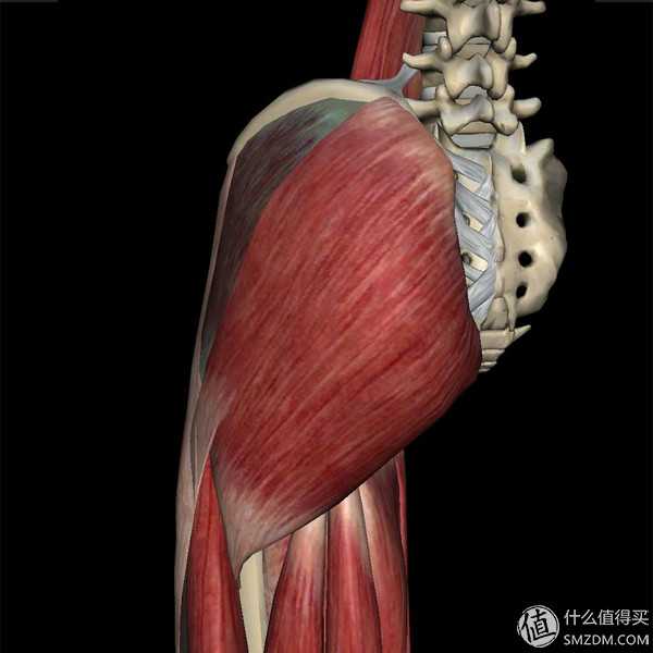 什么锻炼可以使臀部和腿部更加紧致?