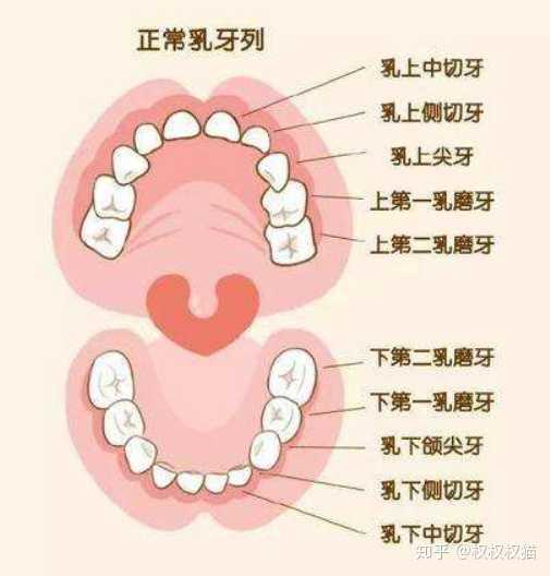 乳牙结构图