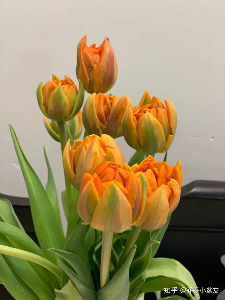 云南昆明的斗南花市已经有很多品种郁金香哦, 单瓣,重瓣,花边,毛边