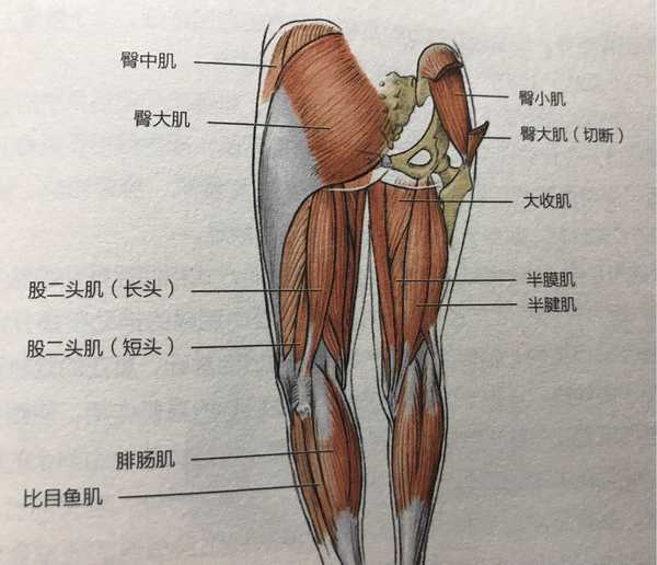 推进阶段(下踢腿)起始于髂腰肌和股直肌所带动的臀部活动.