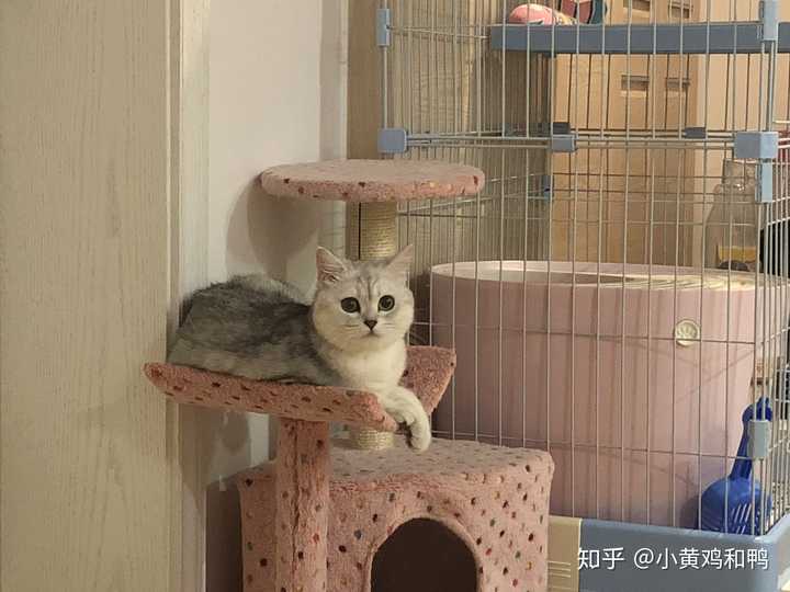 猫舍里一直没卖掉的猫会怎么处理?