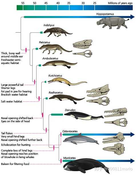陆生脊椎动物是怎么下海的?