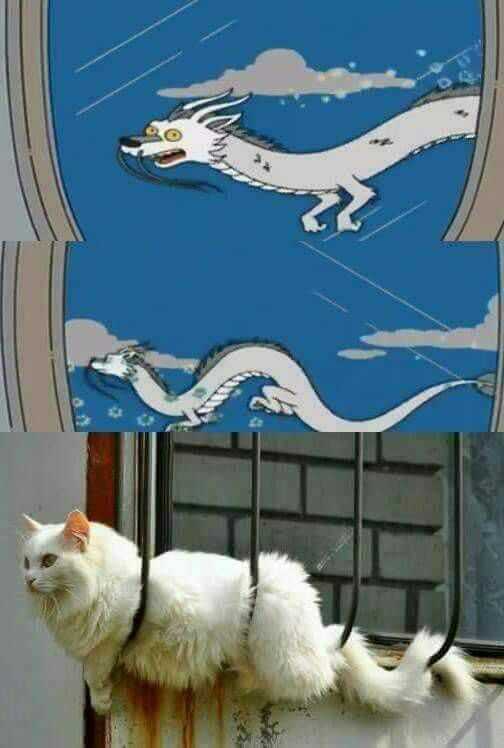 你见过哪些蠢到家的罪犯?