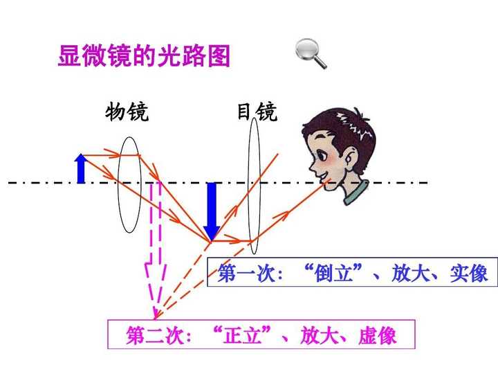 显微镜的基本原理…… 可是如果题主没有上过初中的话,讲凸透镜凹透镜