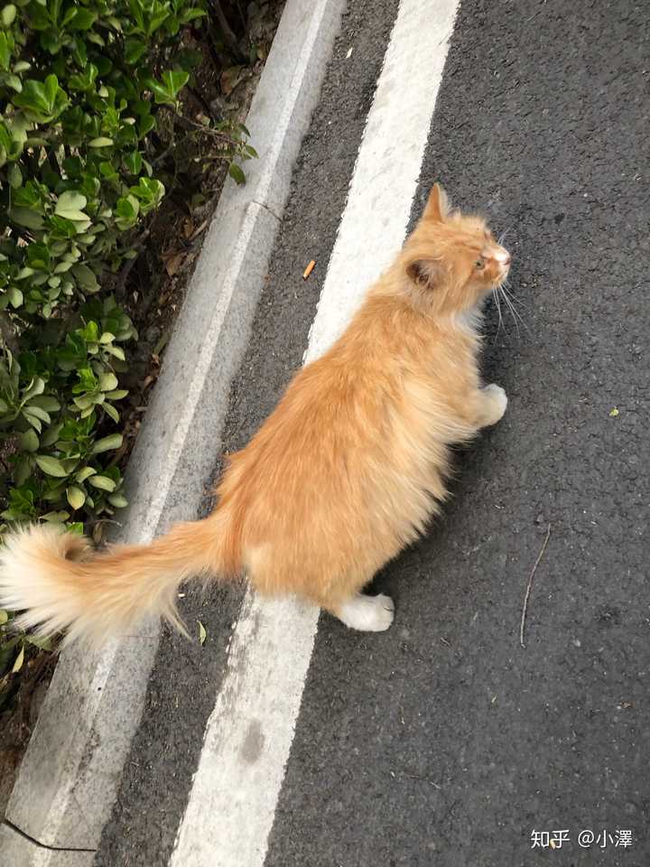 我在学校图书馆附近见的的流浪猫,第一次见到长毛的橘猫诶!