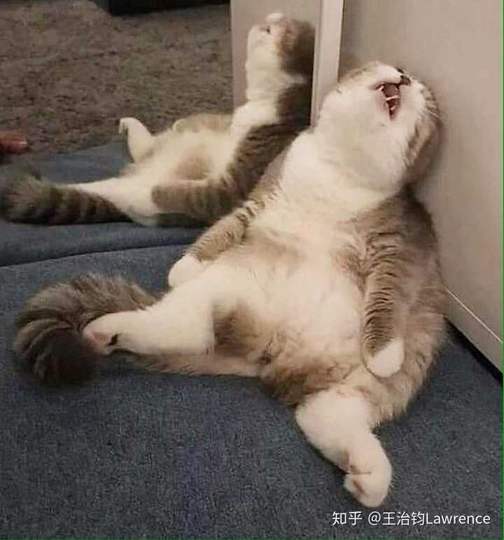 碎觉打呼噜