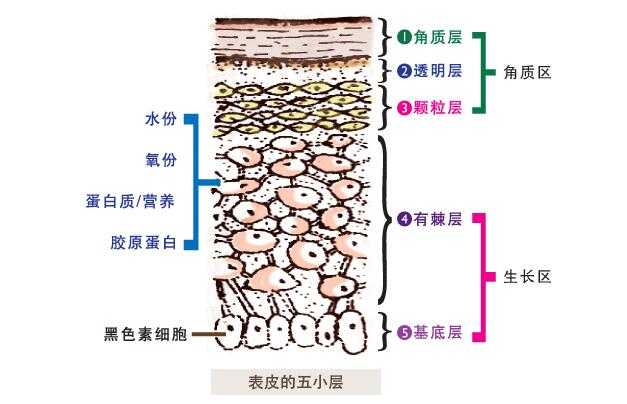 皮肤分为三层(见上图:表皮层,真皮层及皮下组织.