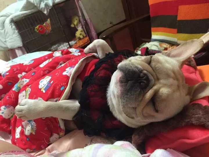 养法国斗牛犬是怎样的体验?