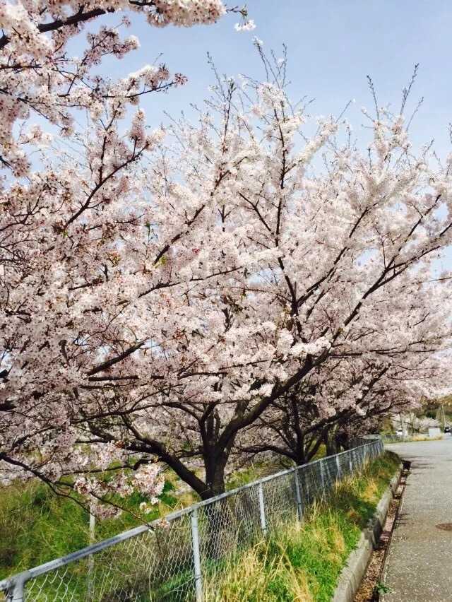 春天的定番-樱花