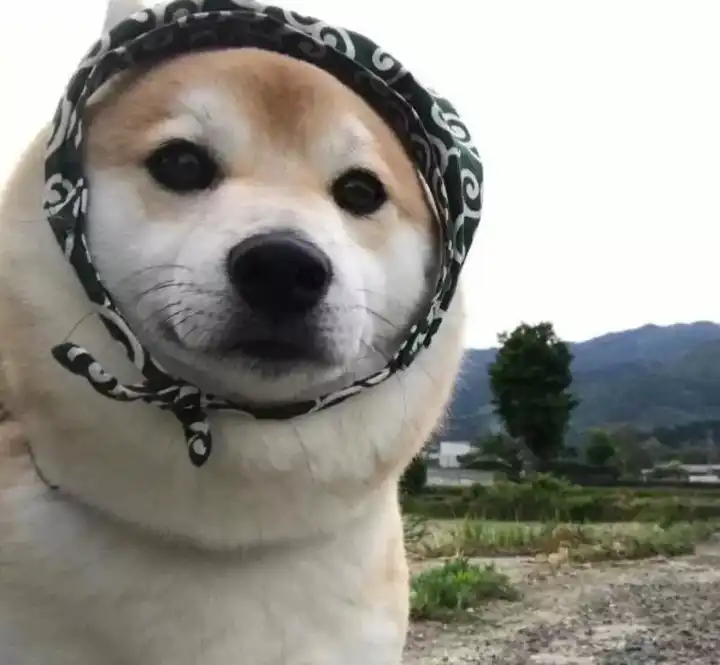 有哪些可爱又不失搞笑的头像?